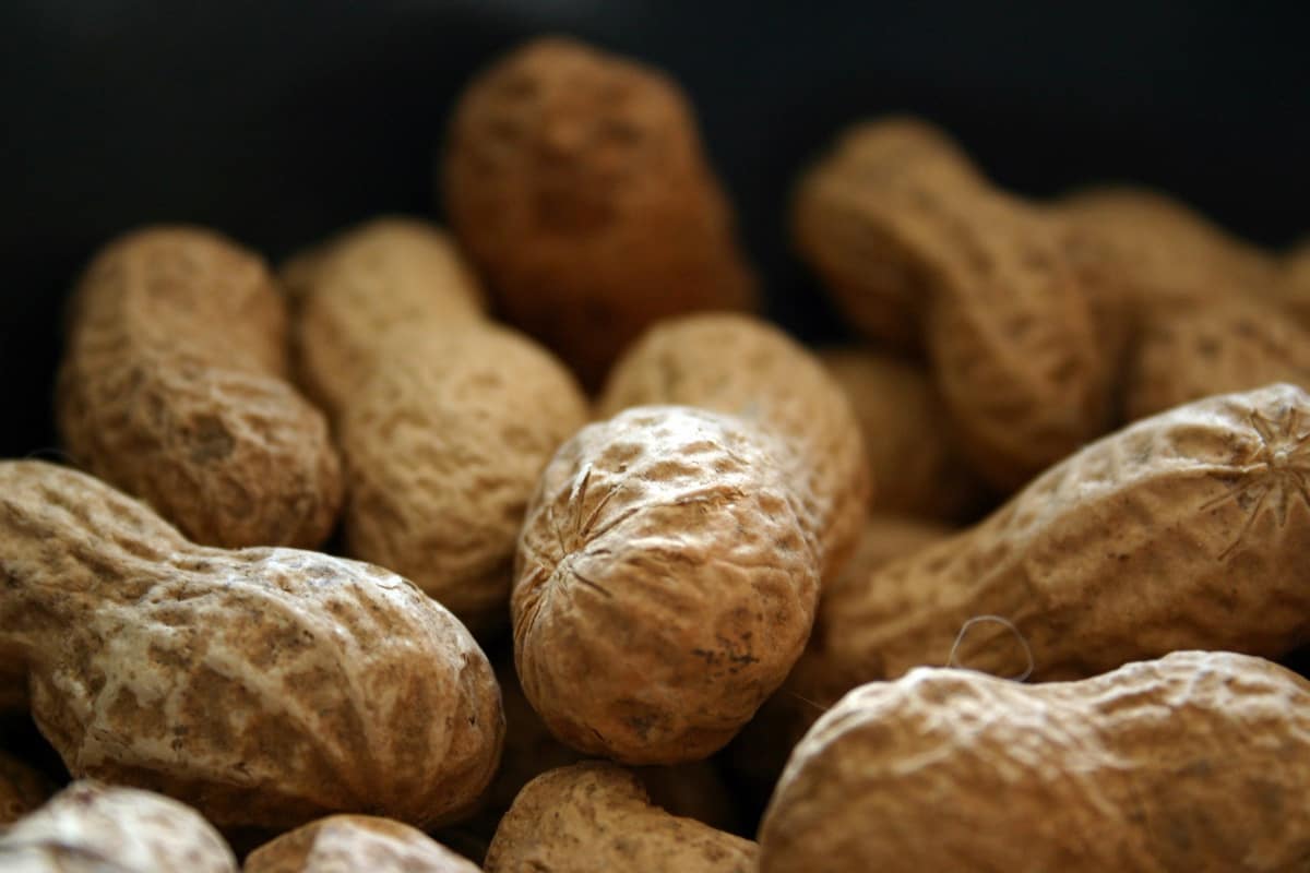 Peanut production in India