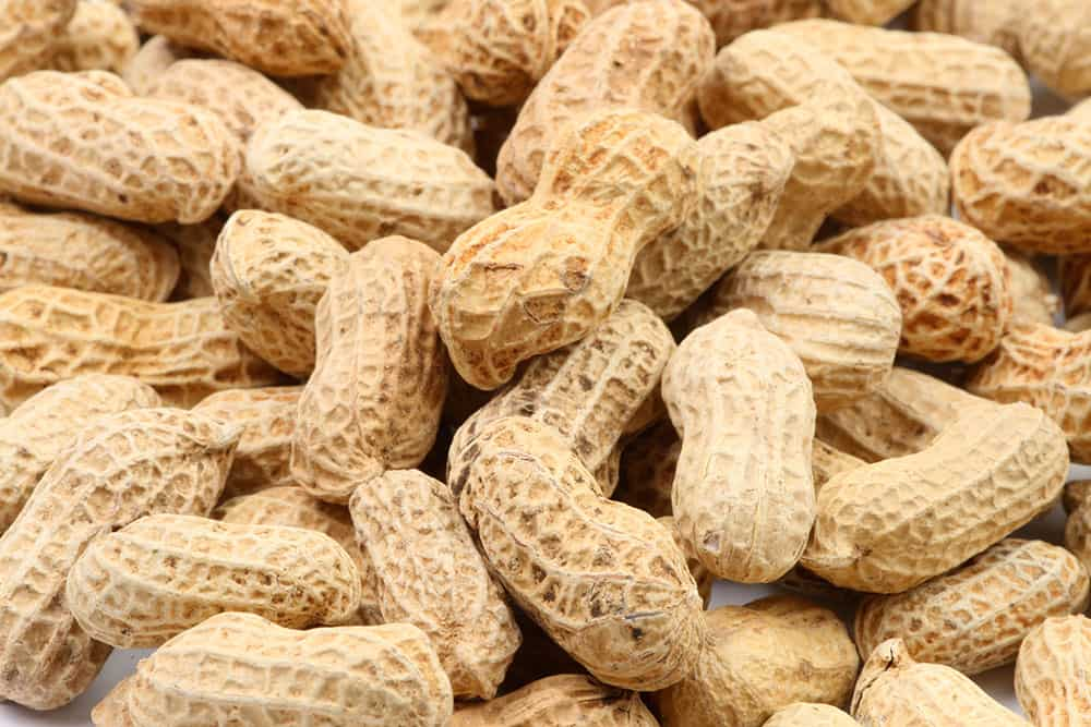 Peanuts in bulk for animals high quantities