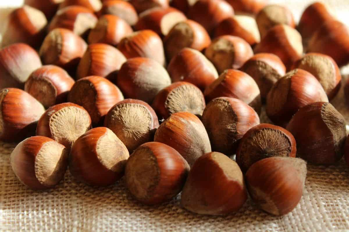 Brown hazelnut wholesale