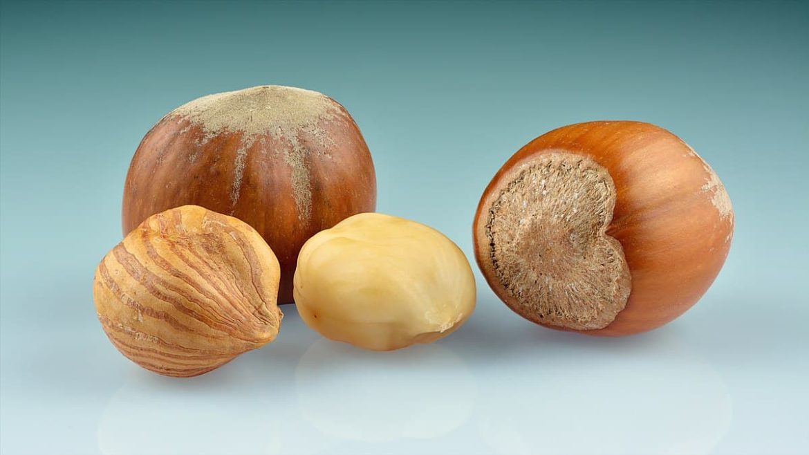 Hazelnut kernels wholesale price in bulk or packaged