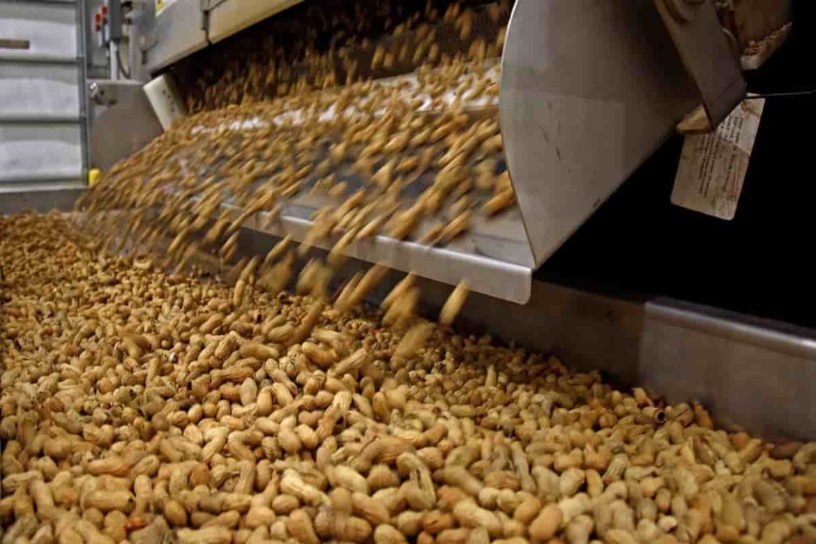 High standard blanched peanuts