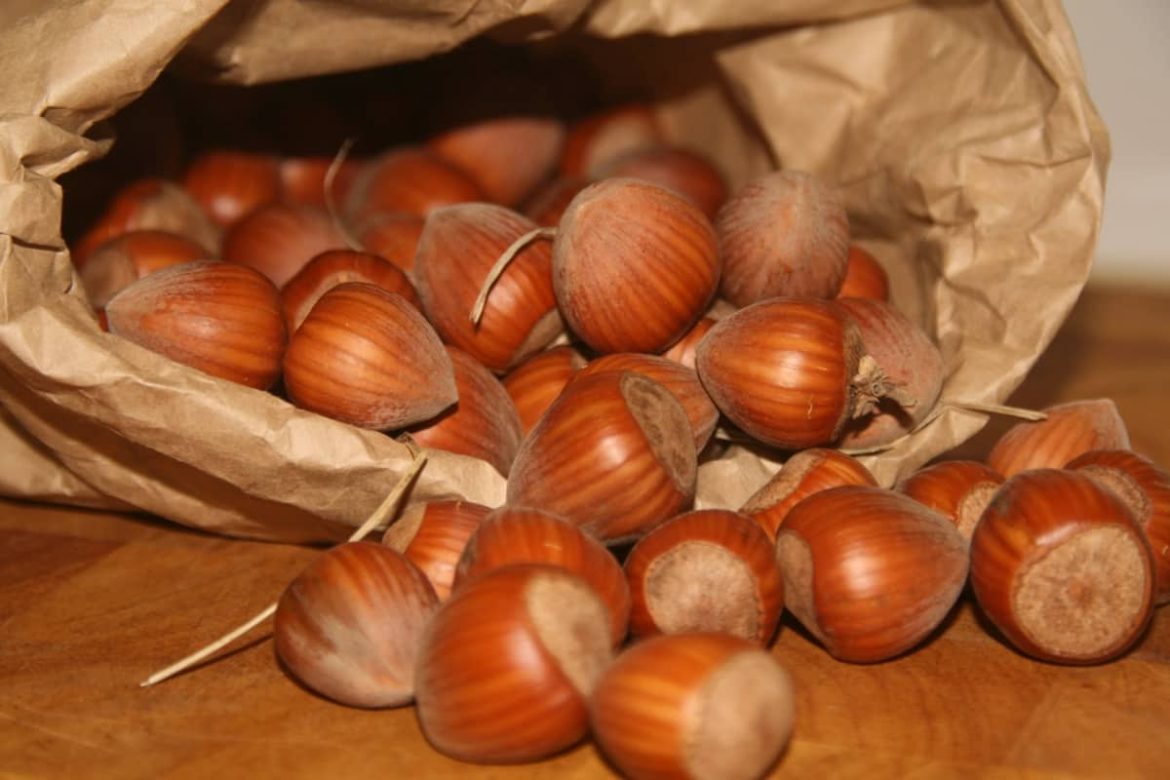 Cheap purchase hazelnuts in shell