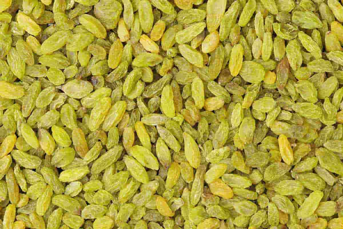  Introduction of Dried green raisins + Best buy price 