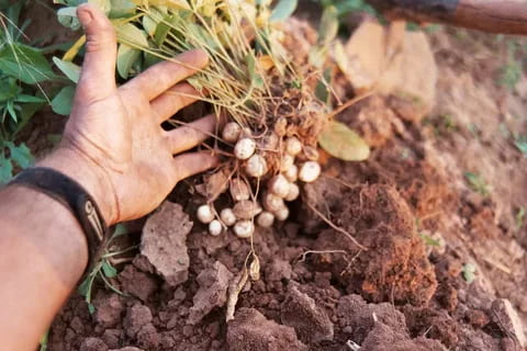  Buying Blanched Peanut types with the best price 