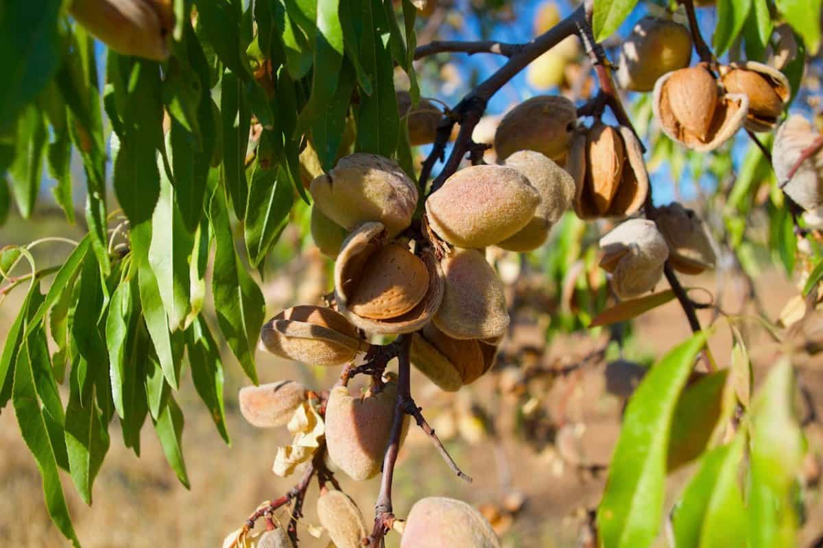  Mamra Almond in Pakistan; Sweet Twin Golden Kernel Long Shelf Life 