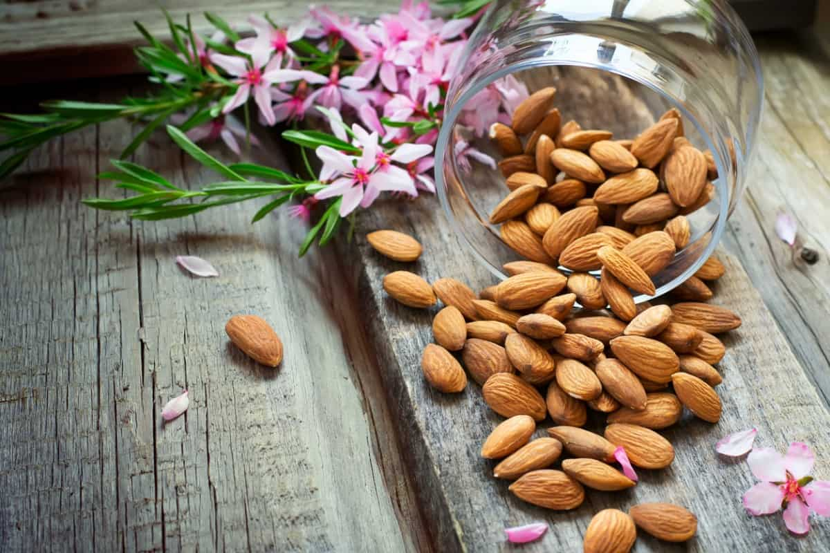  Mamra Almond in Iran; Sweet Calcium Potassium Vitamin B2 E Magnesium Source 