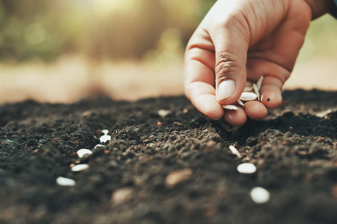 Planting Pumpkin Seeds (Pepita) Slow Growing 3 Vitamins C B E