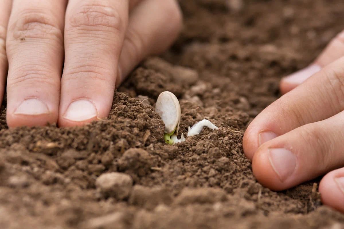  Planting Pumpkin Seeds (Pepita) Slow Growing 3 Vitamins C B E 