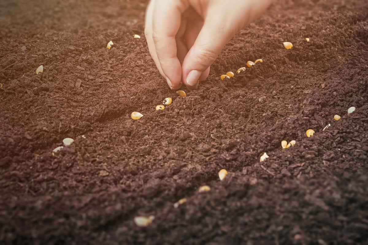  Planting Pumpkin Seeds (Pepita) Slow Growing 3 Vitamins C B E 