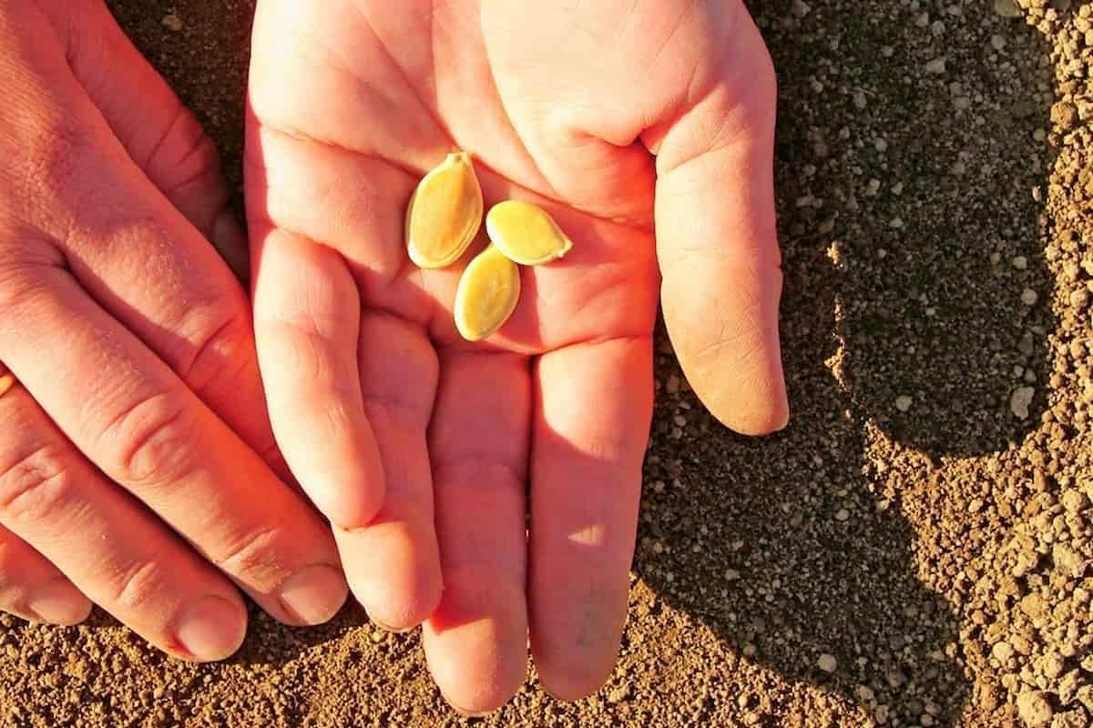  Planting Pumpkin Seeds (Pepita) Slow Growing 3 Vitamins C B E 