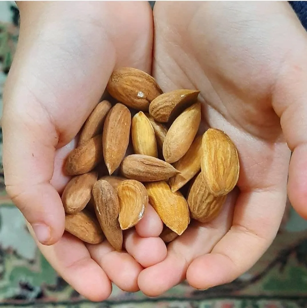 almonds in their shell