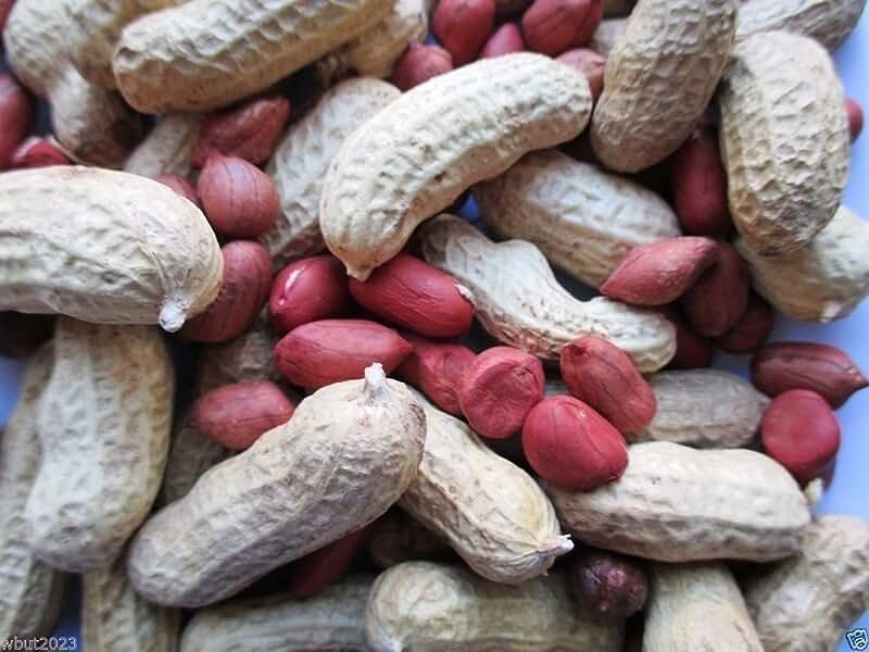 best roasted peanuts